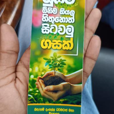 පැල සිටුවීම